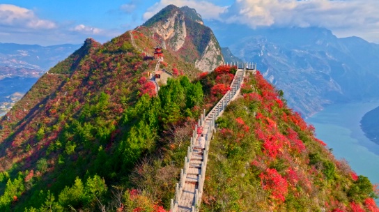 1761796892455405.jpg 三峡红叶27_dh.jpg