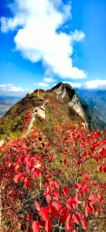 1761796931932283.jpg 三峡红叶42_dh.jpg